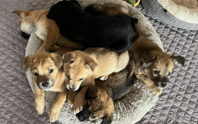 Fostering Team Support: Lessons from Puppies